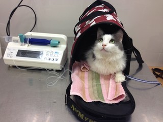 Sick cat on treatment in veterinary. Cat Dropper