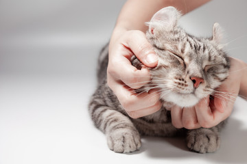 Happy cat lovely comfortable sleeping by the woman stroking hand grip at . love to pet concept . American curl cat Silver tabby color cute ginger kitten in the fluffy pet comfortably is happy.