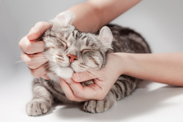 Happy cat lovely comfortable sleeping by the woman stroking hand grip at . love to pet concept ....
