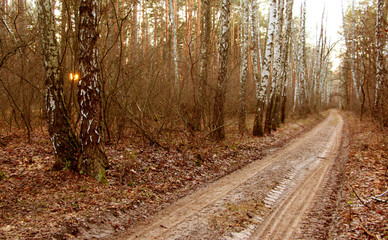 Forest. Path in the forest. Oak Leaf. Walk in nature.