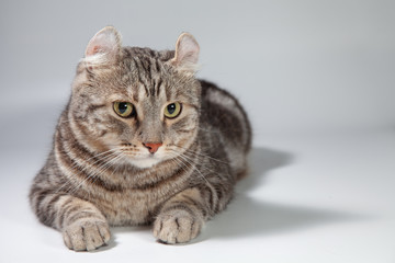 American curl cat Silver tabby color Which ears, roll cute ginger kitten in the fluffy pet Poses comfortably is happy. Cat breed originated from American Curl cat and American Short Hair cat breeder.