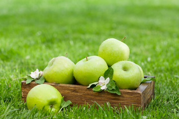 Fresh garden green apples in box