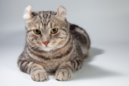 American curl cat Silver tabby color Which ears, roll cute ginger kitten in the fluffy pet Poses comfortably is happy. Cat breed originated from American Curl cat and American Short Hair cat breeder.