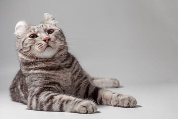 Obraz premium American curl cat Silver tabby color Which ears, roll cute ginger kitten in the fluffy pet Poses comfortably is happy. Cat breed originated from American Curl cat and American Short Hair cat breeder.