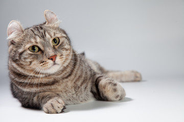 American curl cat Silver tabby color Which ears, roll cute ginger kitten in the fluffy pet Poses comfortably is happy. Cat breed originated from American Curl cat and American Short Hair cat breeder.