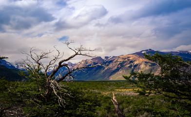dead tree in  El Chalten national park