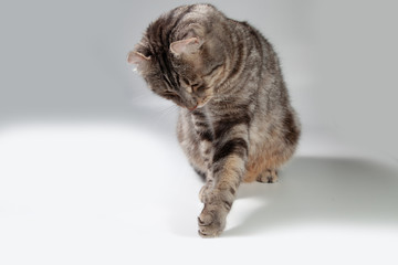 American curl cat Silver tabby color Which ears, roll cute ginger kitten in the fluffy pet Poses comfortably is happy. Cat breed originated from American Curl cat and American Short Hair cat breeder.