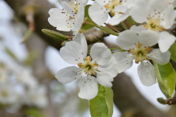 Obraz premium Peaceful and mellow nature