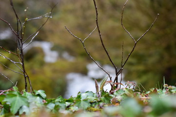 Peaceful and mellow nature