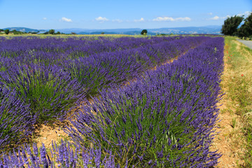 Fototapeta na wymiar Lavender Provence