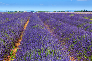 Naklejka na ściany i meble Lavender Provence