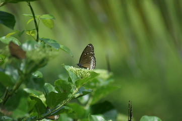 Butterflies in the green