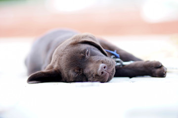 labrador pup resting on an sunny day