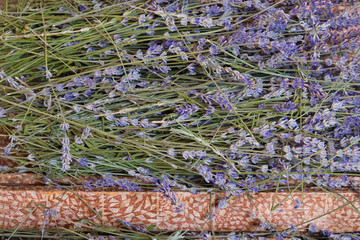 Harvested lavender. Dry, fragrant lavender flowers for cooking soap.