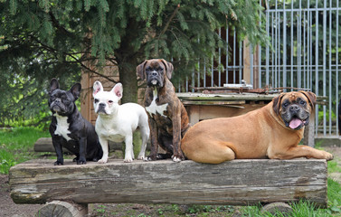 Vile Hunde sitzen nebeneinander Boxer Dogge Bulldogge