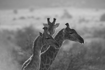 Grey scale shot of a group of giraffes captured in the desert © Ozkan Ozmen/Wirestock