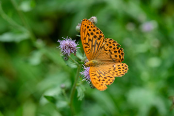 Butterfly on a flower. Photographed closeup.