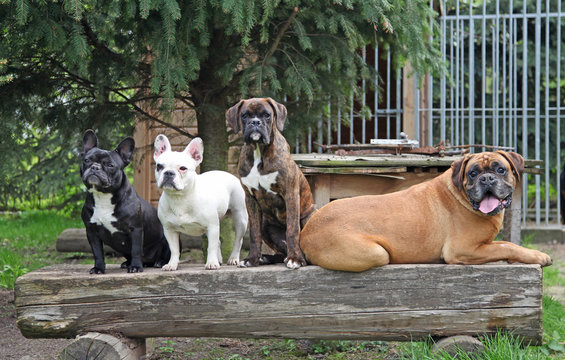 Vile Hunde sitzen nebeneinander Boxer Dogge Bulldogge