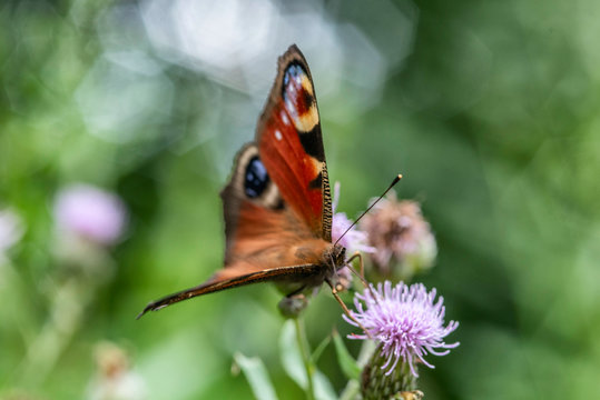 Butterfly on a flower. Photographed closeup.