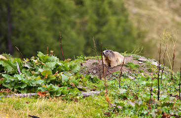 Unsere heimischen Murmeltiere