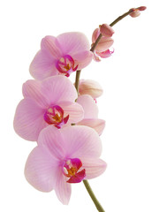pretty pink orchid Phalaenopsis close up isolated - obrazy, fototapety, plakaty