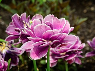 Blooming tulips