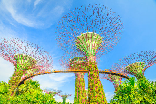 Singapore - April 29, 2018: bottom view of Supertree Grove with skybridge at Gardens by the Bay on a beautiful sunny day with blue sky. Famous tourist attraction in marina bay area, Singapore.