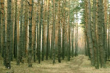 Fototapeta premium Forest. Path in the forest. Oak Leaf. Walk in nature.