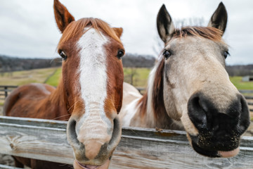 portrait of horse