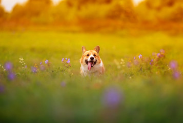 cute ginger Corgi dog puppy walks on a green bright meadow on a Sunny summer day with his tongue sticking out
