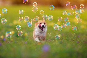 cute ginger Corgi dog puppy is running merrily through the green bright meadow with bright soapy...