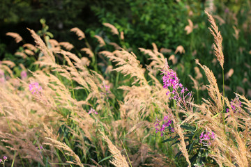 Landscape with grass and fireweed