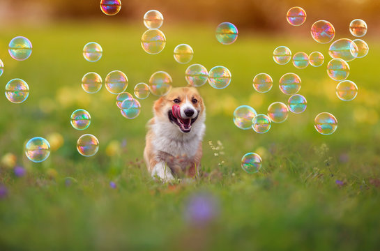 Dog bubbles outlet