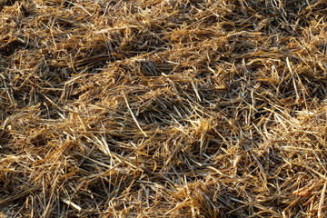 Background of dry grass straws