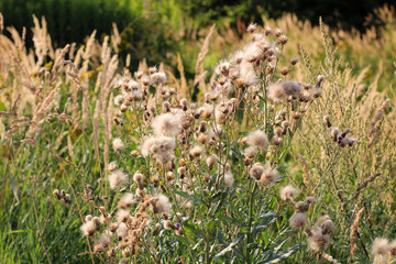 Grass and flowers in late summer sun