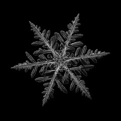 Snowflake isolated on black background. Macro photo of real snow crystal: elegant stellar dendrite with hexagonal symmetry, transparent surface, complex inner details and six thin, flat arms.