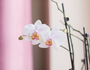 Fototapeta na wymiar Flowers. Orchids white
