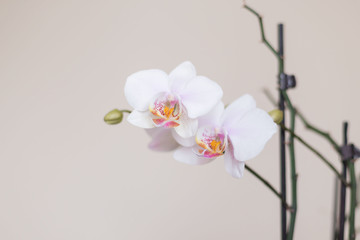 Naklejka na ściany i meble Flowers. Orchids white
