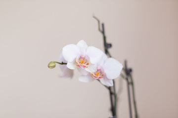 Flowers. Orchids white