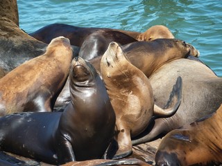 Otaries en groupe