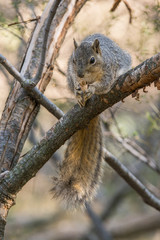 Naklejka na ściany i meble Eastern fox Squirrel perched on tree branch eating nuts.