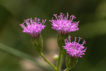 little pink flowers closeup