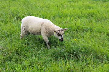 Fototapeta premium Sheep grazing in a field