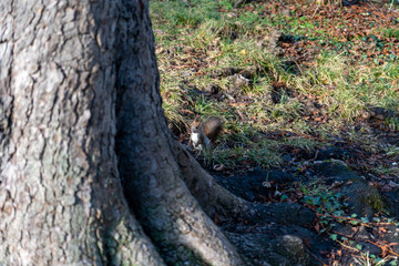 Eichhörnchen sucht nach Essen
