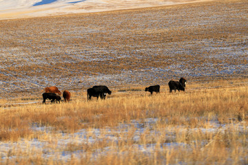Mountain and animals