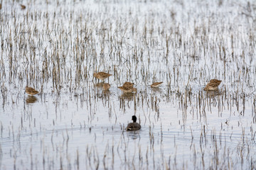 Sandpiper Shorebirds wadding feeding through water and reeds.