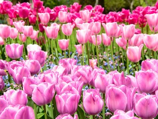 Obraz premium Blooming tulips