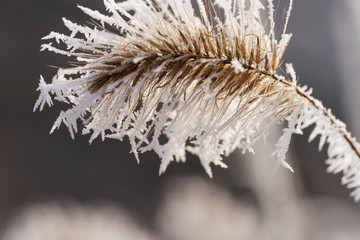 Dry grass covered with hoarfrost. Winter background