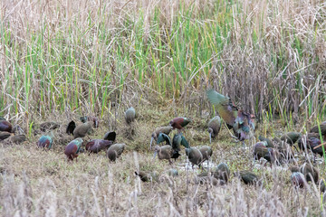 Glossy ibis feeding in shallow water at wetlands.