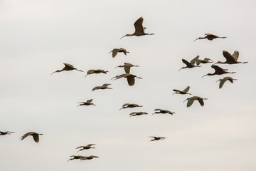 Glossy ibis feeding in shallow water at wetlands.
